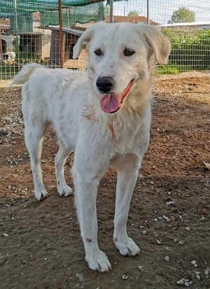 Gwendolyn, geb. ca. 04/2021, lebt in GRIECHENLAND, im städt. Tierheim Serres Bild 19