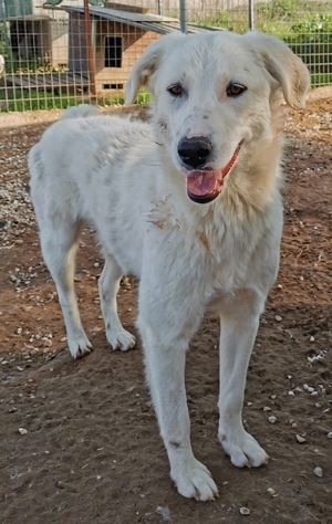 Gwendolyn, geb. ca. 04/2021, lebt in GRIECHENLAND, im städt. Tierheim Serres Bild 14