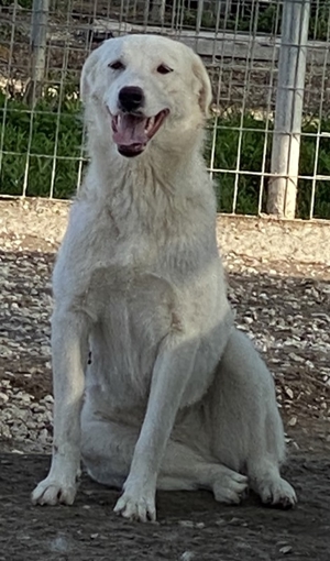 Gwendolyn, geb. ca. 04/2021, lebt in GRIECHENLAND, im städt. Tierheim Serres Bild 11