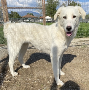 Gwendolyn, geb. ca. 04/2021, lebt in GRIECHENLAND, im städt. Tierheim Serres Bild 4
