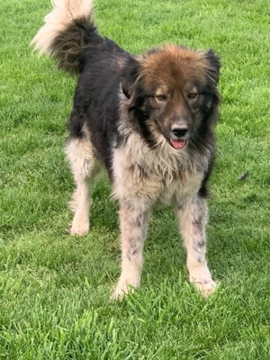 Der große Herdenschutzhund Talpi sucht Menschen mit Erfahrung und Zeit *noch in Ungarn*