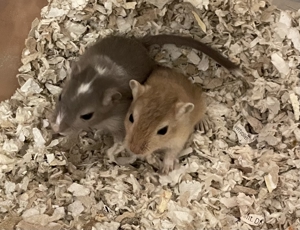 Handzahme Rennmäuse aus langjähriger Hobbyzucht Bild 4