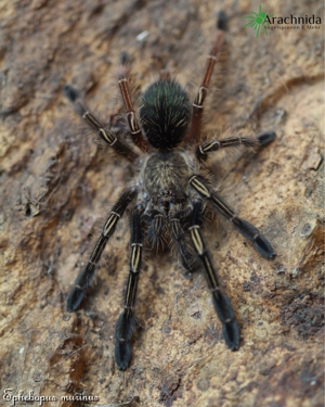 Ephebopus murinus Nachzuchten *Skelettvogelspinne* Spinnen, Vogelspinnen, Wirbellose, Arachnida Shop Bild 2