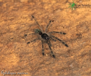Ephebopus murinus Nachzuchten *Skelettvogelspinne* Spinnen, Vogelspinnen, Wirbellose, Arachnida Shop Bild 3