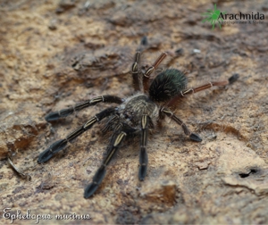 Ephebopus murinus Nachzuchten *Skelettvogelspinne* Spinnen, Vogelspinnen, Wirbellose, Arachnida Shop Bild 1