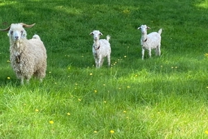 5 Angora Ziegen Zuchtgruppe Landschaftspflege jo