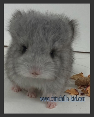 **Chinchilla Babys**