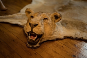 Löwenfell echt Löwe Präparat ausgestopft Lion Rug Taxidermy Fellvorleger Fell Bild 9
