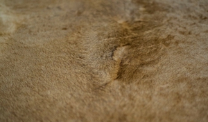 Löwenfell echt Löwe Präparat ausgestopft Lion Rug Taxidermy Fellvorleger Fell Bild 4