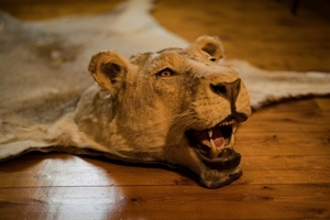 Löwenfell echt Löwe Präparat ausgestopft Lion Rug Taxidermy Fellvorleger Fell Bild 8