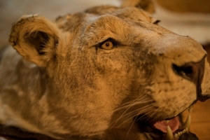 Löwenfell echt Löwe Präparat ausgestopft Lion Rug Taxidermy Fellvorleger Fell Bild 7