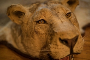 Löwenfell echt Löwe Präparat ausgestopft Lion Rug Taxidermy Fellvorleger Fell Bild 5