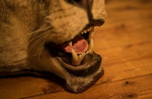 Löwenfell echt Löwe Präparat ausgestopft Lion Rug Taxidermy Fellvorleger Fell Bild 6