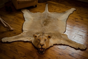Löwenfell echt Löwe Präparat ausgestopft Lion Rug Taxidermy Fellvorleger Fell Bild 2
