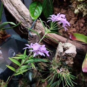 Beregnung von Terrarien, Gewächshäusern und Paludarien. Bild 6