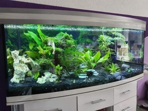 500l Panorama-Aquarium mit Zubehör  Bild 2