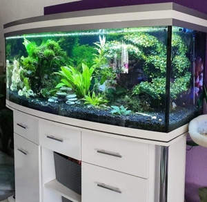 500l Panorama-Aquarium mit Zubehör  Bild 3