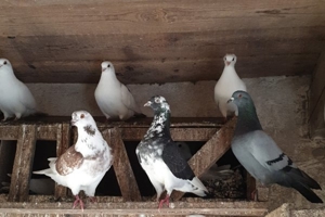 Bunte Tauben  Bild 5