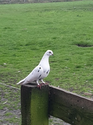 Bunte Tauben  Bild 2