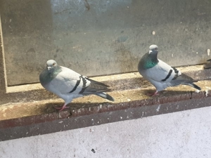 Bunte Tauben  Bild 4