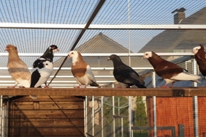 Bunte Tauben  Bild 6