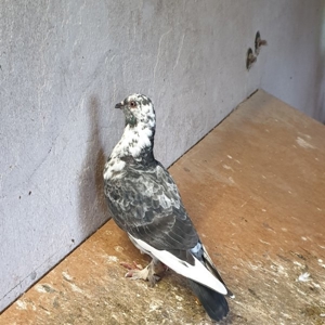 Bunte Tauben  Bild 3