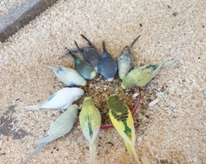 Wellensittiche  Bild 2