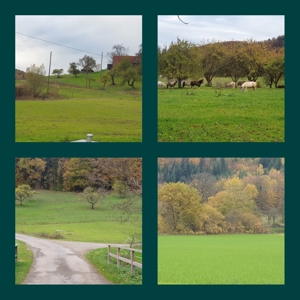 Selbstgeführtes Ponyreiten 74538 Pferdehof Dendelbach Bild 4