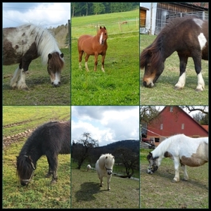 Selbstgeführtes Ponyreiten 74538 Pferdehof Dendelbach Bild 5