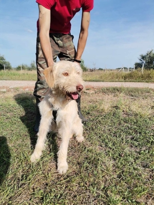 Kökeny, hat sein Köfferchen schon gepackt Bild 2