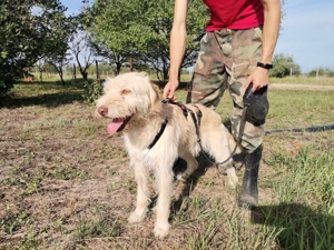 Kökeny, hat sein Köfferchen schon gepackt Bild 3