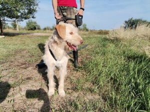 Kökeny, hat sein Köfferchen schon gepackt Bild 4