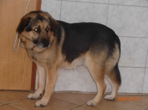 Grey Rüde Schäferhund Mischling Mischlingsrüde sucht Zuhause oder Pflegestelle Bild 6