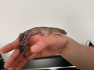 Suche liebevolles neues Zu Hause für Leopardgeckos (1Männchen 1 Weibchen)