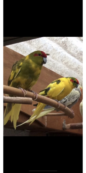 Junge Ziegensittiche