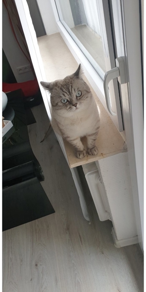 Weißer Deckkater mit blauen Augen