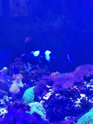 Amphiprion polymnus - Sattelfleck-Anemonenfisch