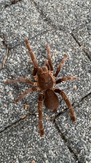 Hysterocrates Gigas(Vogelspinnen)