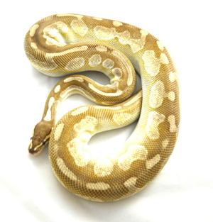 Königspython Adult 1.0 Cinnamon Enchi Lesser