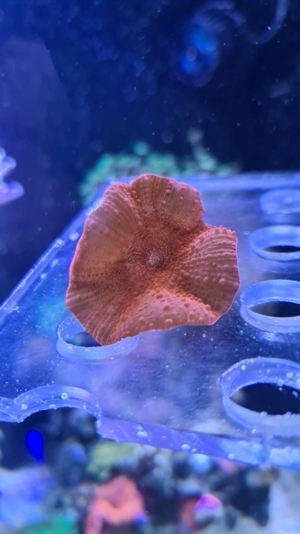 Meerwasser Korallen Scheibenanemone rot