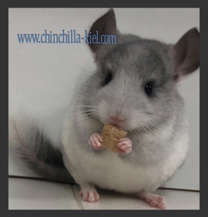 **Baby Chinchillas**