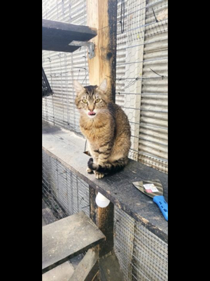 Sanfter Einzelkater Zatar liebt die Menschen