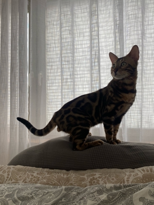 Bengal Deckkater  Bild 2