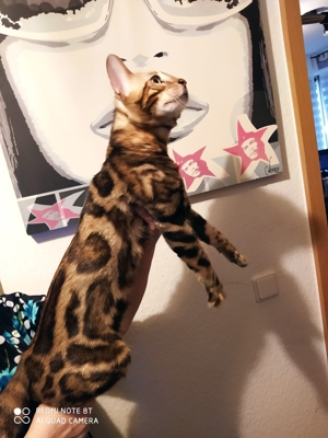 Bengal Deckkater 