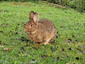Kaninchen männlichen/weiblich Bild 6