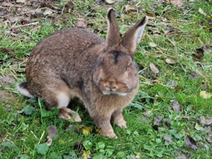 Kaninchen männlichen/weiblich Bild 3