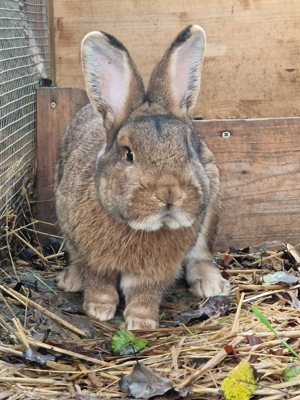 Kaninchen männlichen/weiblich Bild 1