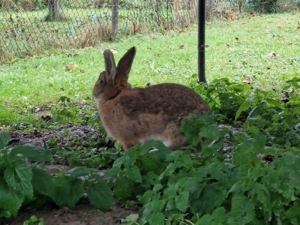 Kaninchen männlichen/weiblich Bild 4
