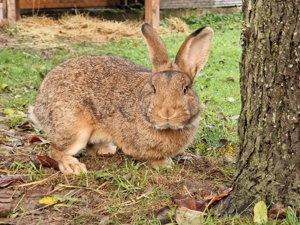 Kaninchen männlichen/weiblich Bild 2