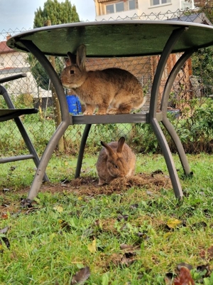 Kaninchen männlichen/weiblich Bild 5